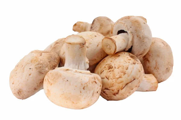 Mushrooms — Stock Photo, Image