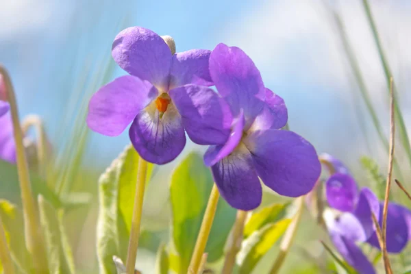 Natuur in het voorjaar van — Stockfoto