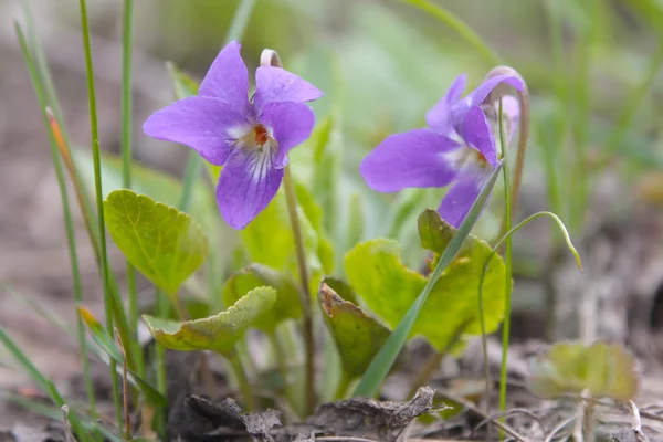 Natuur in het voorjaar van — Stockfoto