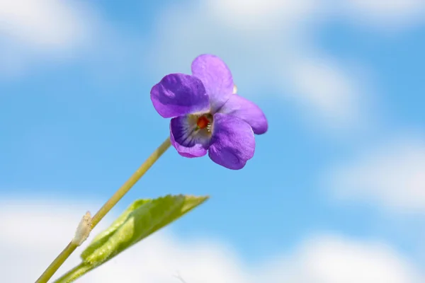 Natureza na primavera — Fotografia de Stock