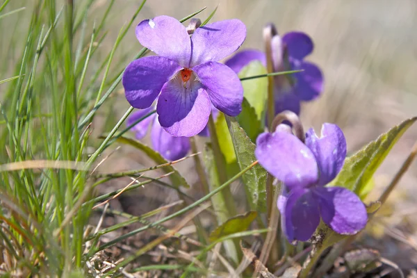 Natureza na primavera — Fotografia de Stock