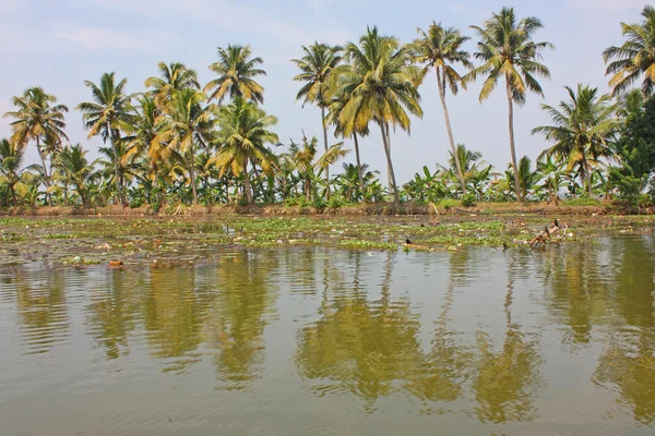 Palms med reflektioner i kerala, Indien — Stockfoto