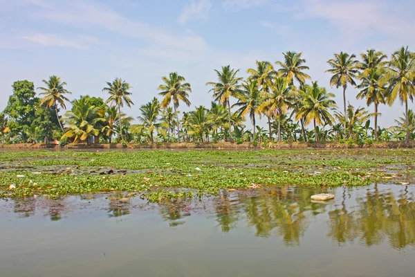 Palms with reflections in Kerala, India — Stock Photo, Image