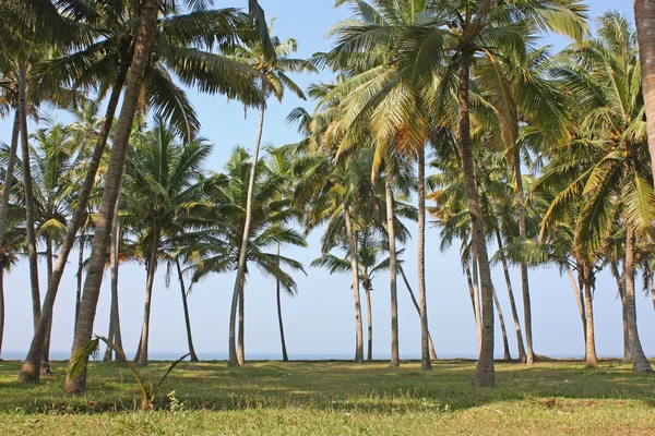 Tropikalnej plaży w varkala, kerala, Indie — Zdjęcie stockowe