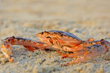 goa, Hindistan alınan kum üzerinde oturan komik Kırmızı yengeç