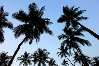 siluet palmiye ağaçları thw mavi gökyüzü altında