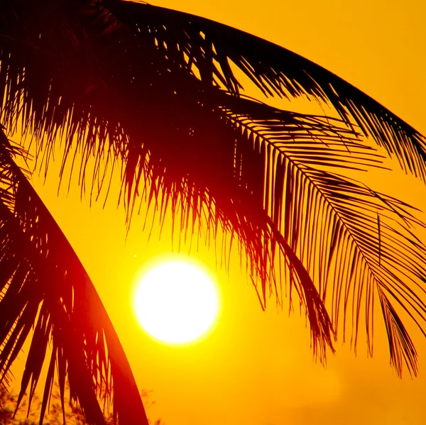 Coucher de soleil tropical, palmiers et grand soleil — Photo