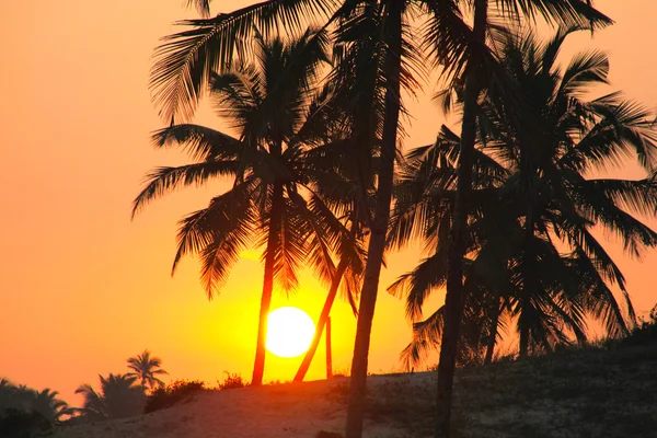 Παλάμες και ήλιο, τροπικό ηλιοβασίλεμα λαμβάνονται στην Γκόα, Ινδία — Φωτογραφία Αρχείου