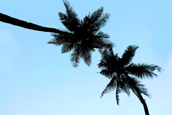 Silhouette palmer under thw blå himmel — Stockfoto
