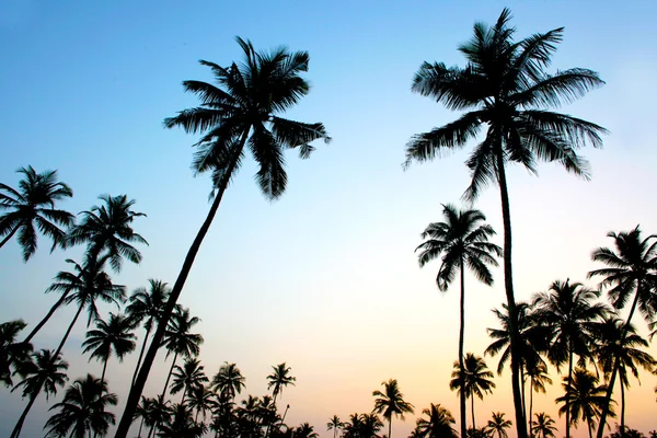 Palmeras y sol, puesta de sol tropical tomada en Goa, India — Foto de Stock