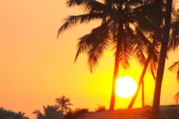ヤシの木と太陽、熱帯日没で取られたゴア、インド — ストック写真