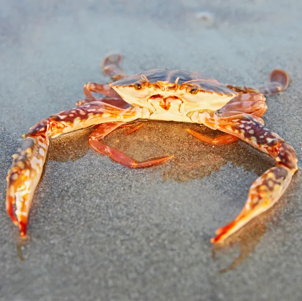 Drôle de crabe rouge assis sur le sable pris à Goa, Inde — Photo