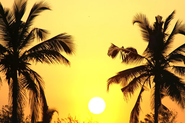 Palme e sole, tramonto tropicale preso a Goa, India — Foto Stock