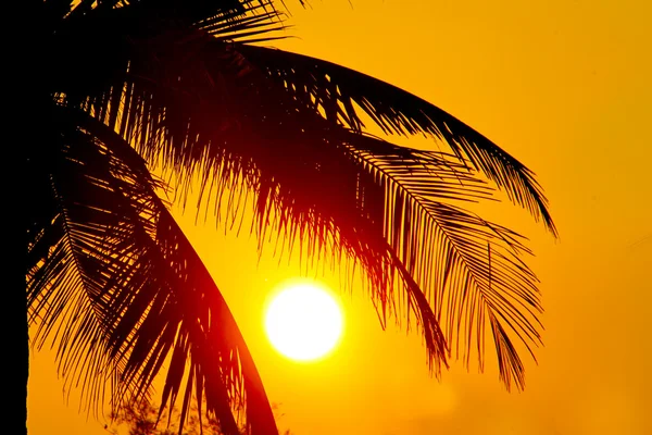 Coucher de soleil tropical, palmiers et grand soleil — Photo