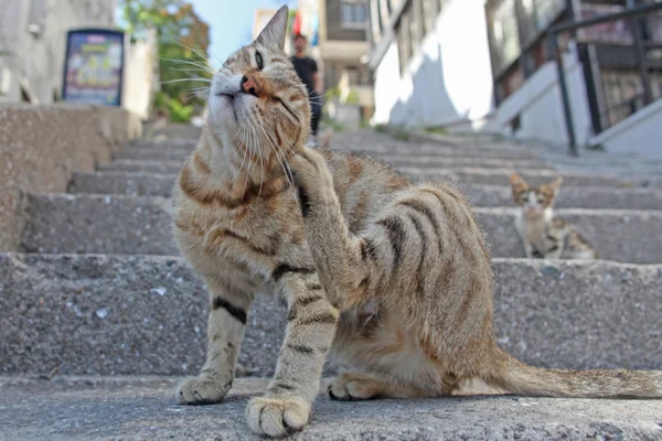 Graue Katze auf den Straßen Istanbuls, Truthahn — Stockfoto