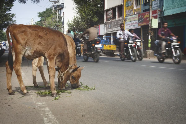 இந்தியப் போக்குவரத்து — ஸ்டாக் புகைப்படம்