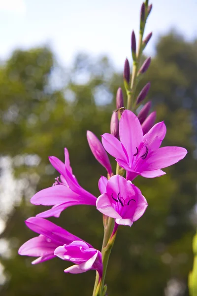 Tropical flowers — Stock Photo, Image