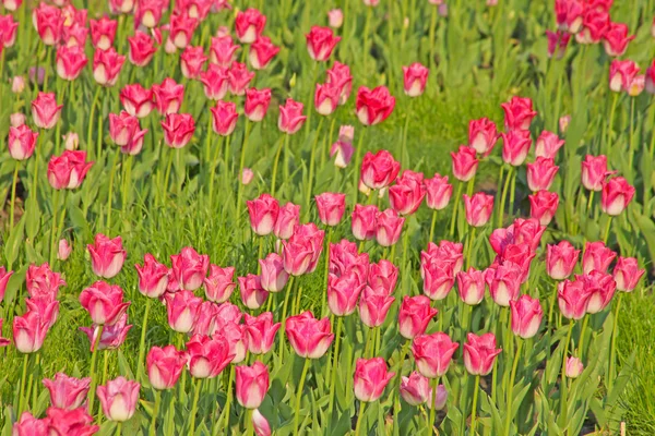 Frühlingsblumen — Stockfoto