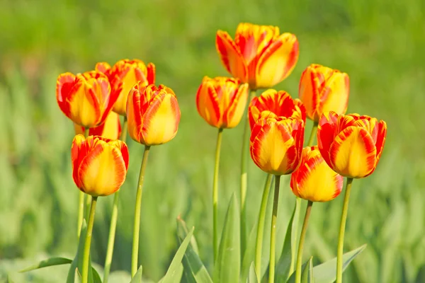 Spring flowers — Stock Photo, Image