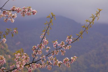 Erik çiçek çiçek