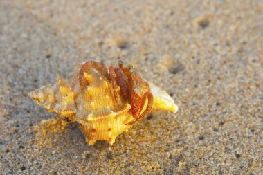 Kumsalda deniz kabukları
