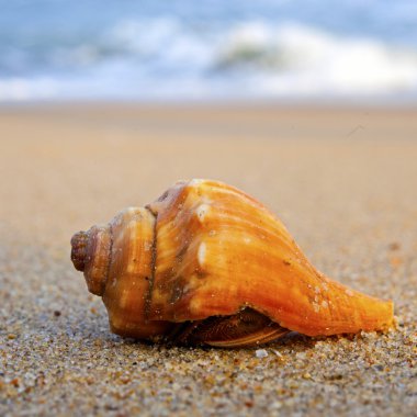 Kumsalda deniz kabukları