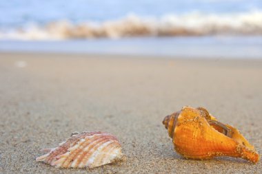 Kumsalda deniz kabukları