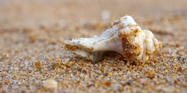 Kumsalda deniz kabukları