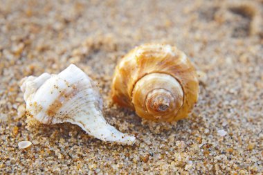 Kumsalda deniz kabukları