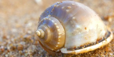 Seashells bengal Körfezi '