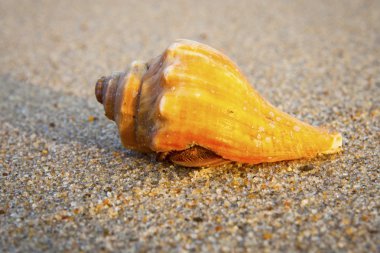 Seashells bengal Körfezi '