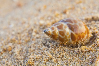 Seashells bengal Körfezi '