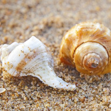 Seashells bengal Körfezi '