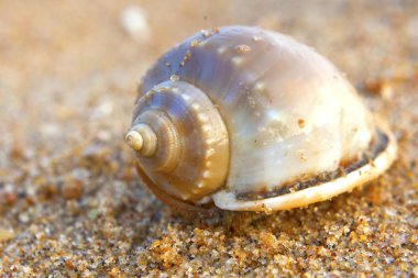 Seashells bengal Körfezi '