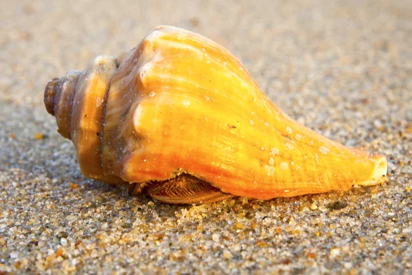 Seashells on the sand — Stock Photo, Image