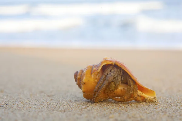 Muszelki na piasku — Zdjęcie stockowe