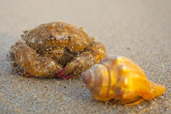 Coquillages sur le sable — Photo