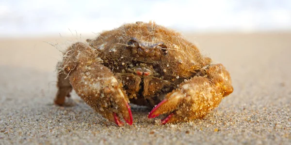 Coquillages sur le sable — Photo