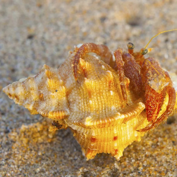 Coquillages sur le sable — Photo