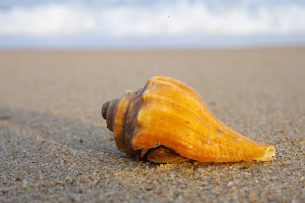 Schelpen op het zand — Stockfoto