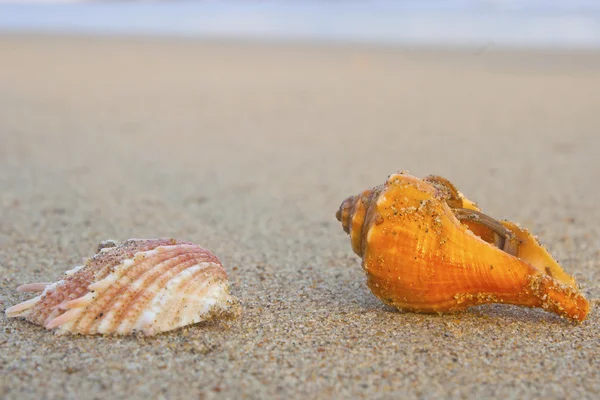 Schelpen op het zand — Stockfoto