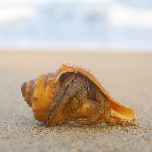 Ракушки на песке — стоковое фото
