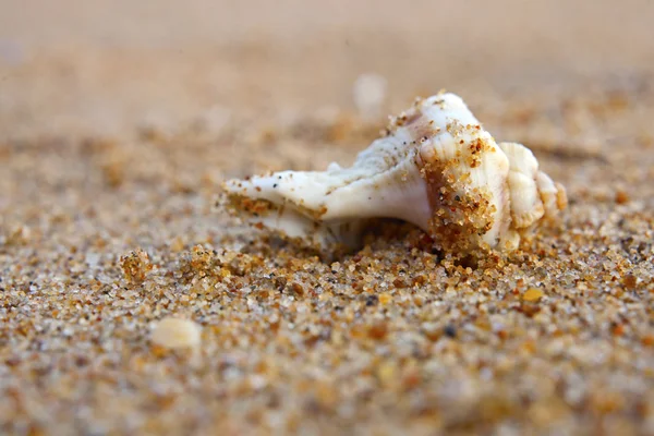 Coquillages sur le sable — Photo