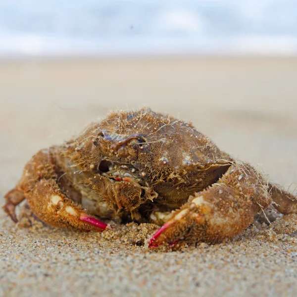 Coquillages de la baie du Bengale — Photo