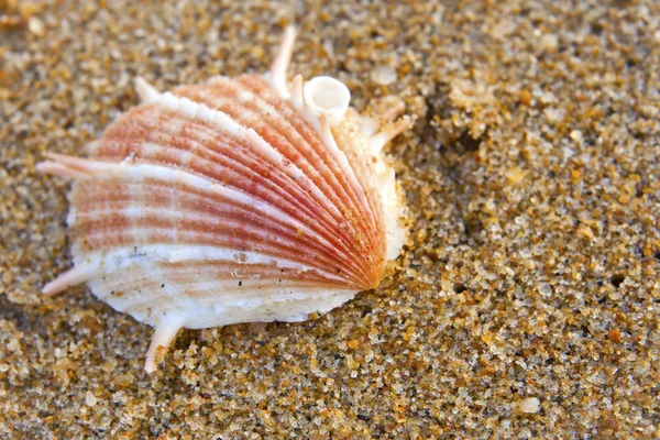 Seashells from the Bengal Bay — Stock Photo, Image