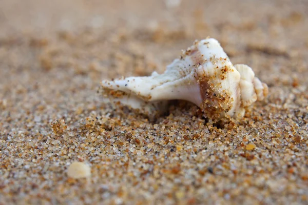 Seashells from the Bengal Bay — Stock Photo, Image