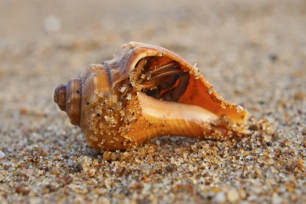 Seashells fra Den bengalske Bugt - Stock-foto