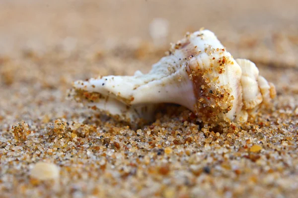 Coquillages de la baie du Bengale — Photo