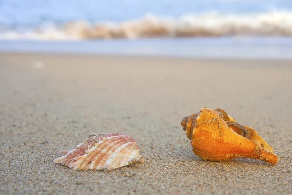 Seashells fra Den bengalske Bugt - Stock-foto