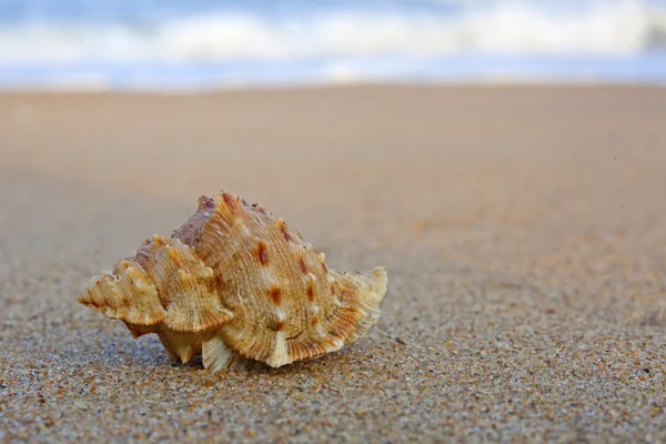 Coquillages de la baie du Bengale — Photo